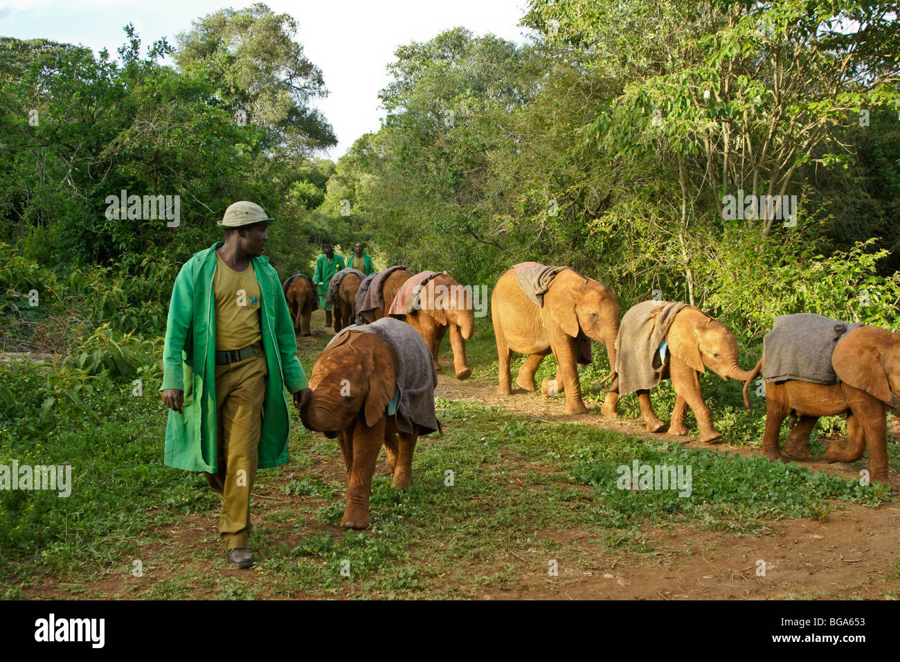 Custodi a piedi elefante orfani di vitelli, Nairobi, Kenia Foto Stock