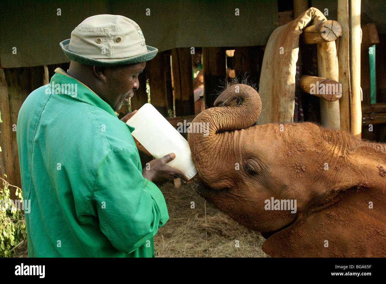 Custode di dare il latte a elefante orfani di vitello, Nairobi, Kenia Foto Stock