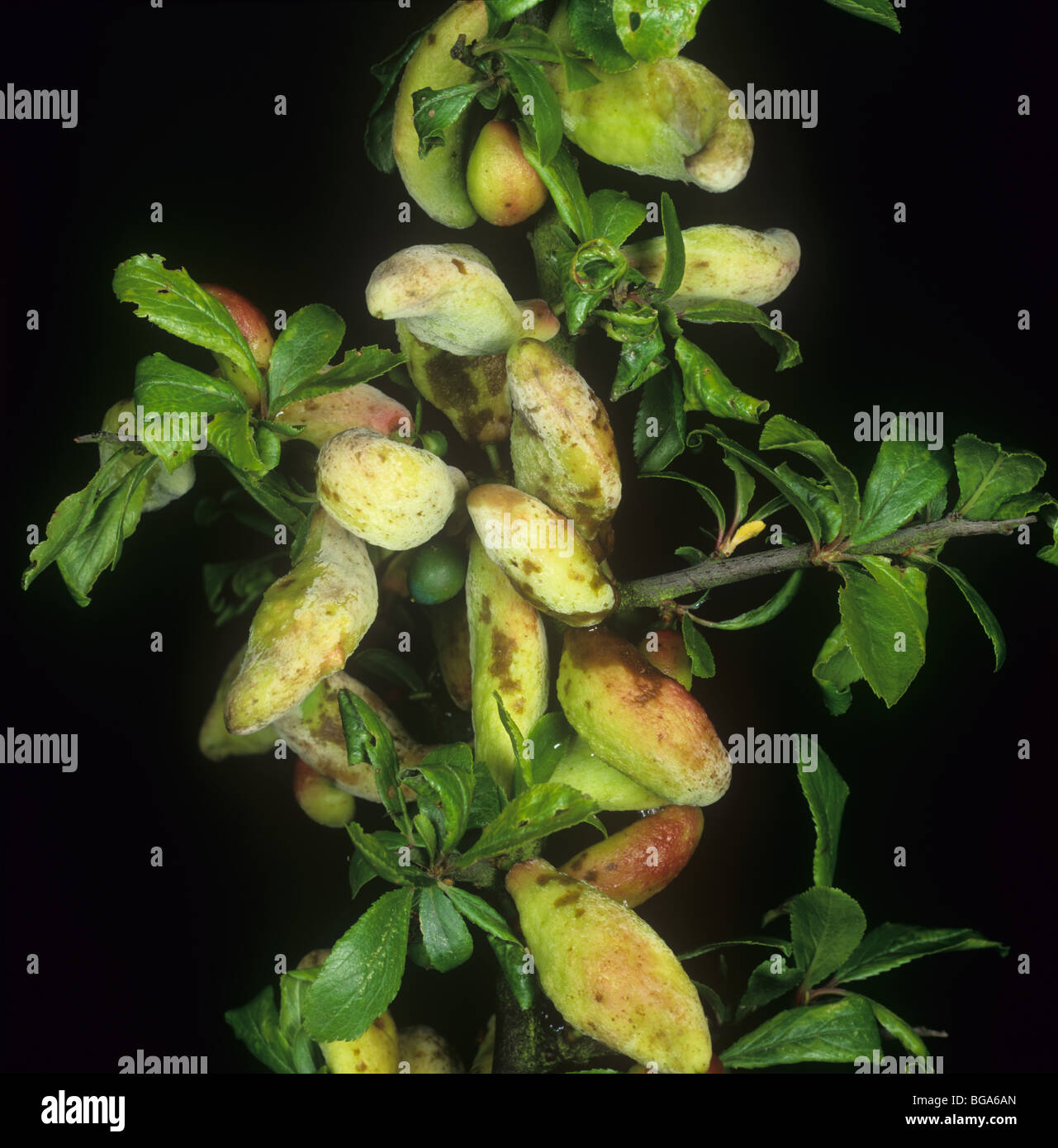Pocket prugna (Taphrina pruni) deformato malato wild prugna frutto Foto Stock