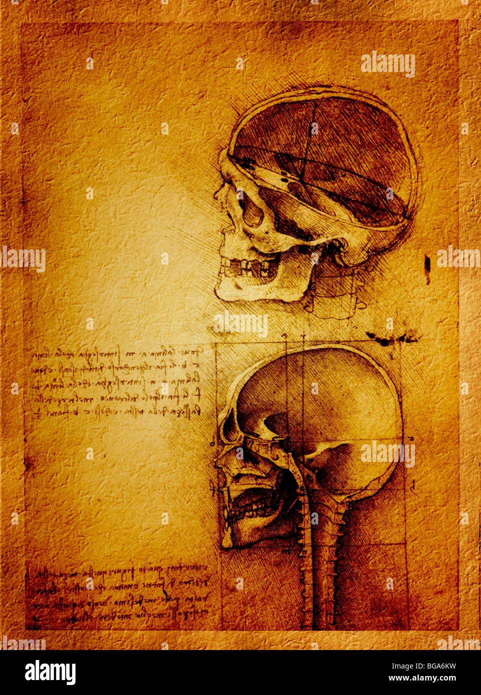 Computer enhanced studi anatomici cranio umano di Leonardo da Vinci Foto Stock