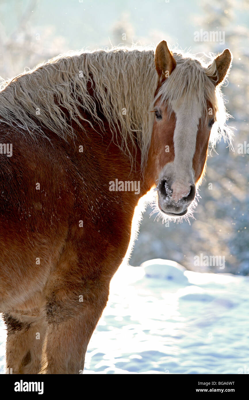 Cavallo, progetto belga cavallo all'aperto in inverno con la neve. Noto anche come progetto di cavallo. Foto Stock