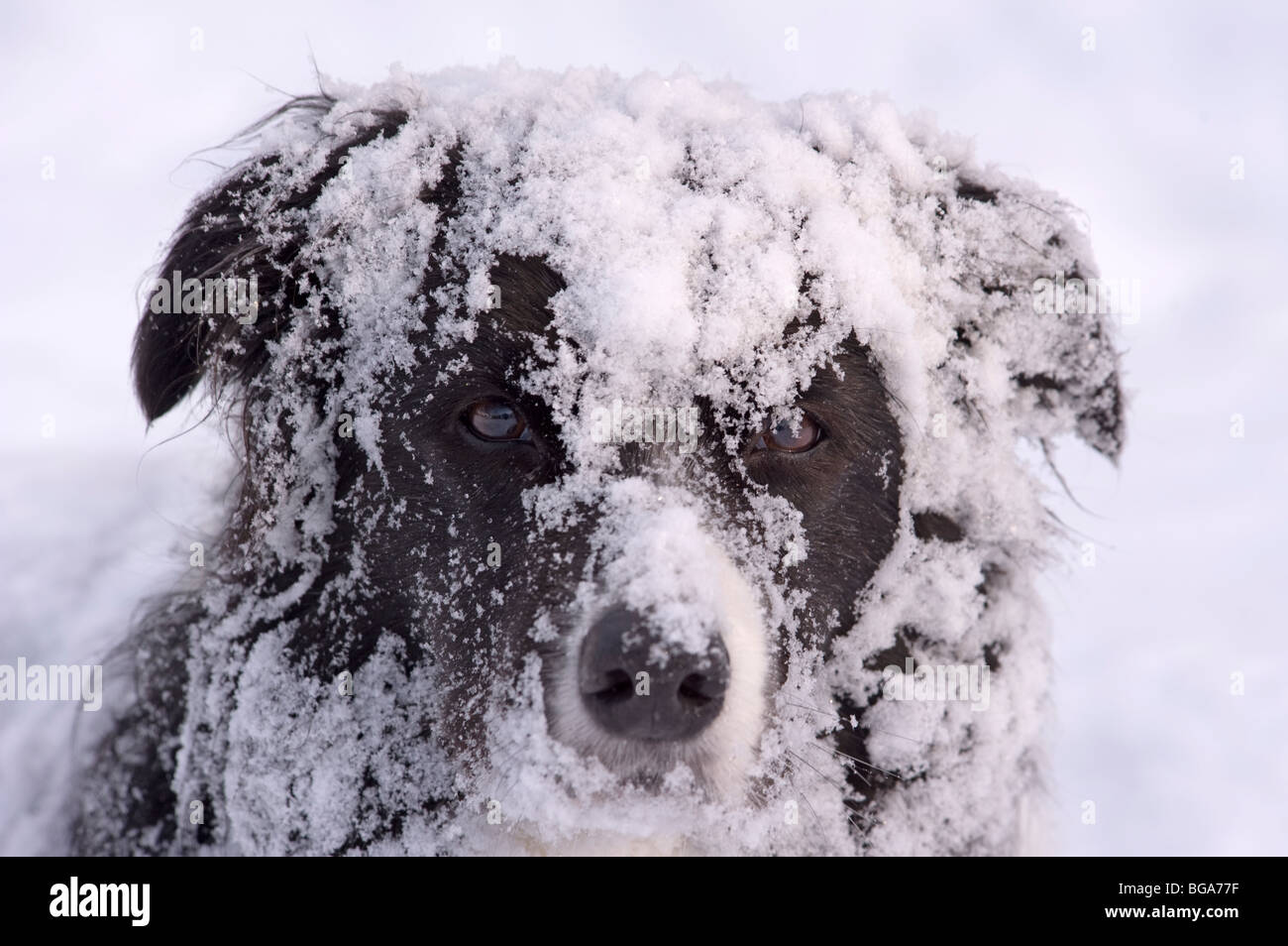 Border Collie cani nella neve Foto Stock