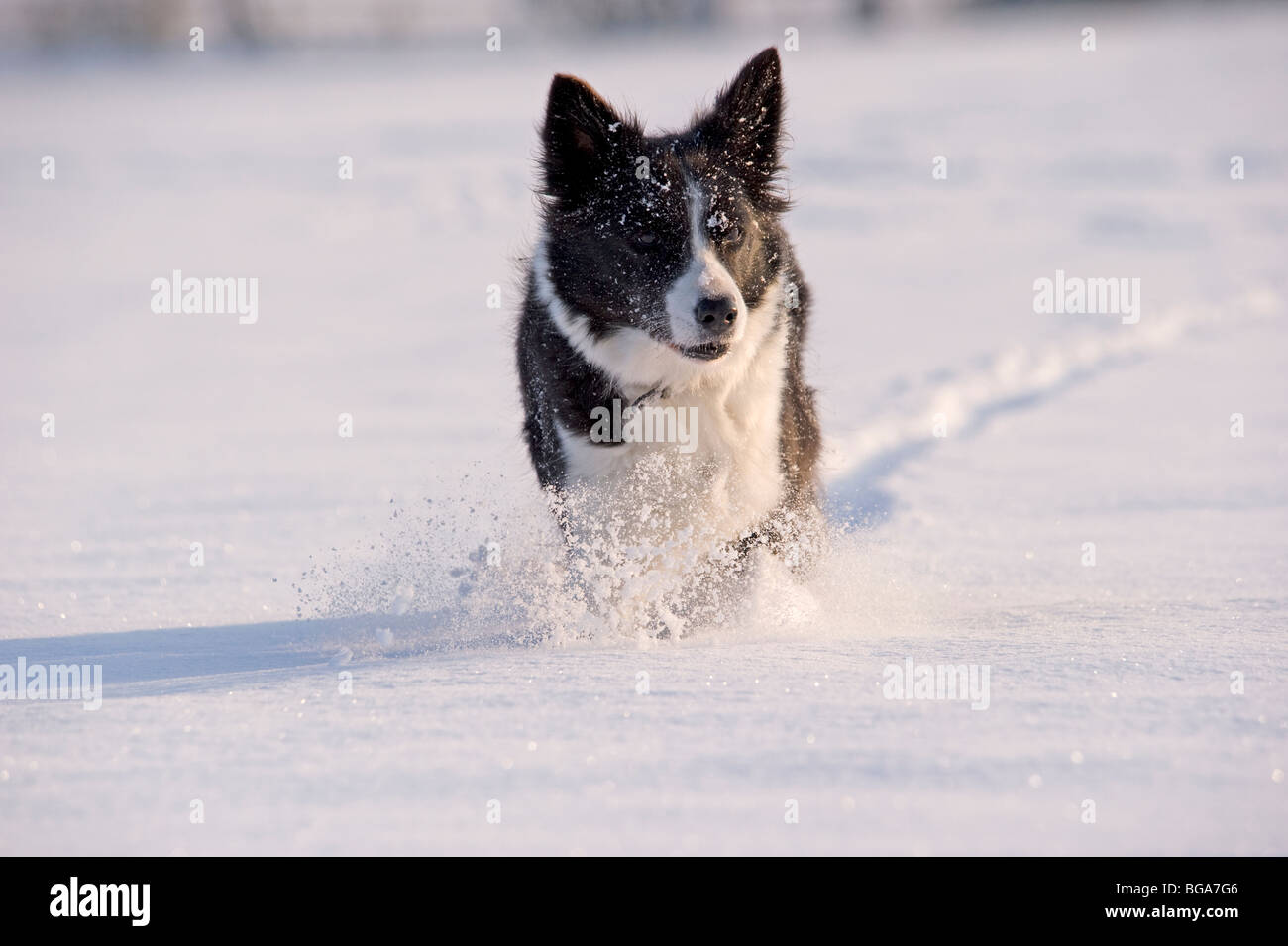 Border Collie cani nella neve Foto Stock