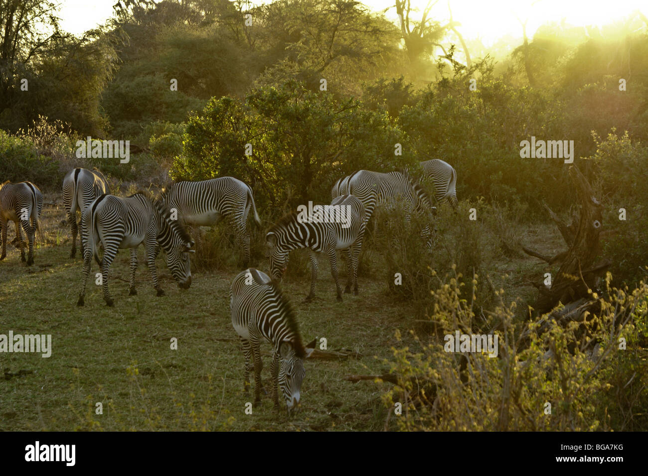 Di Grevy zebre al pascolo, Samburu, Kenya Foto Stock
