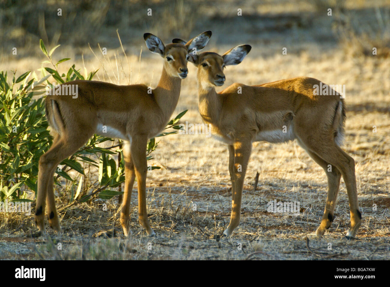 Giovani impala, Samburu, Kenya Foto Stock