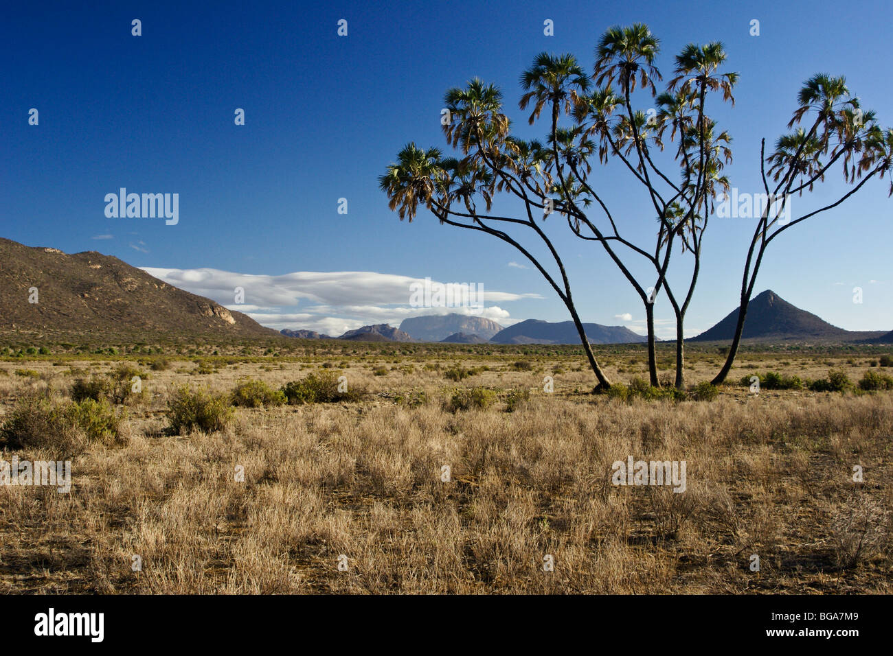 Mt. E Lolokwe doum palm, Samburu, Kenya Foto Stock