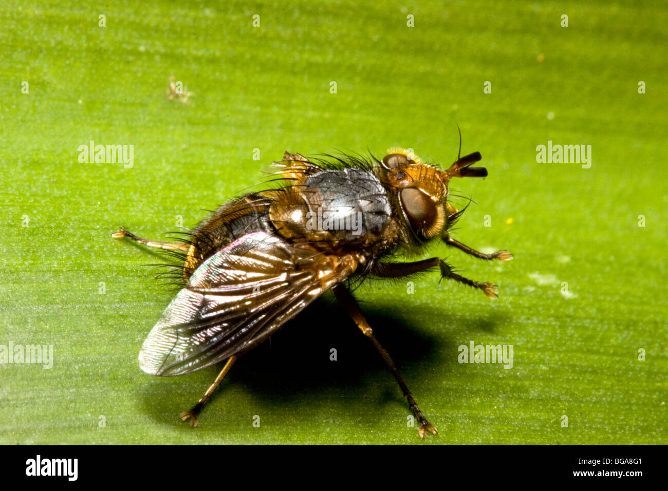 Questo insetto comune si trova in molti giardini Australiano. Foto Stock