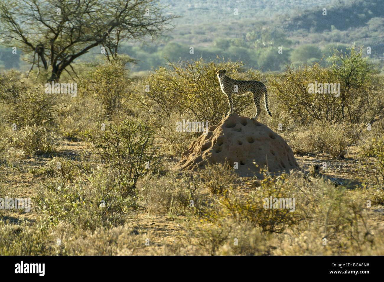 Cheetah permanente sulla termite mound, Samburu, Kenya Foto Stock