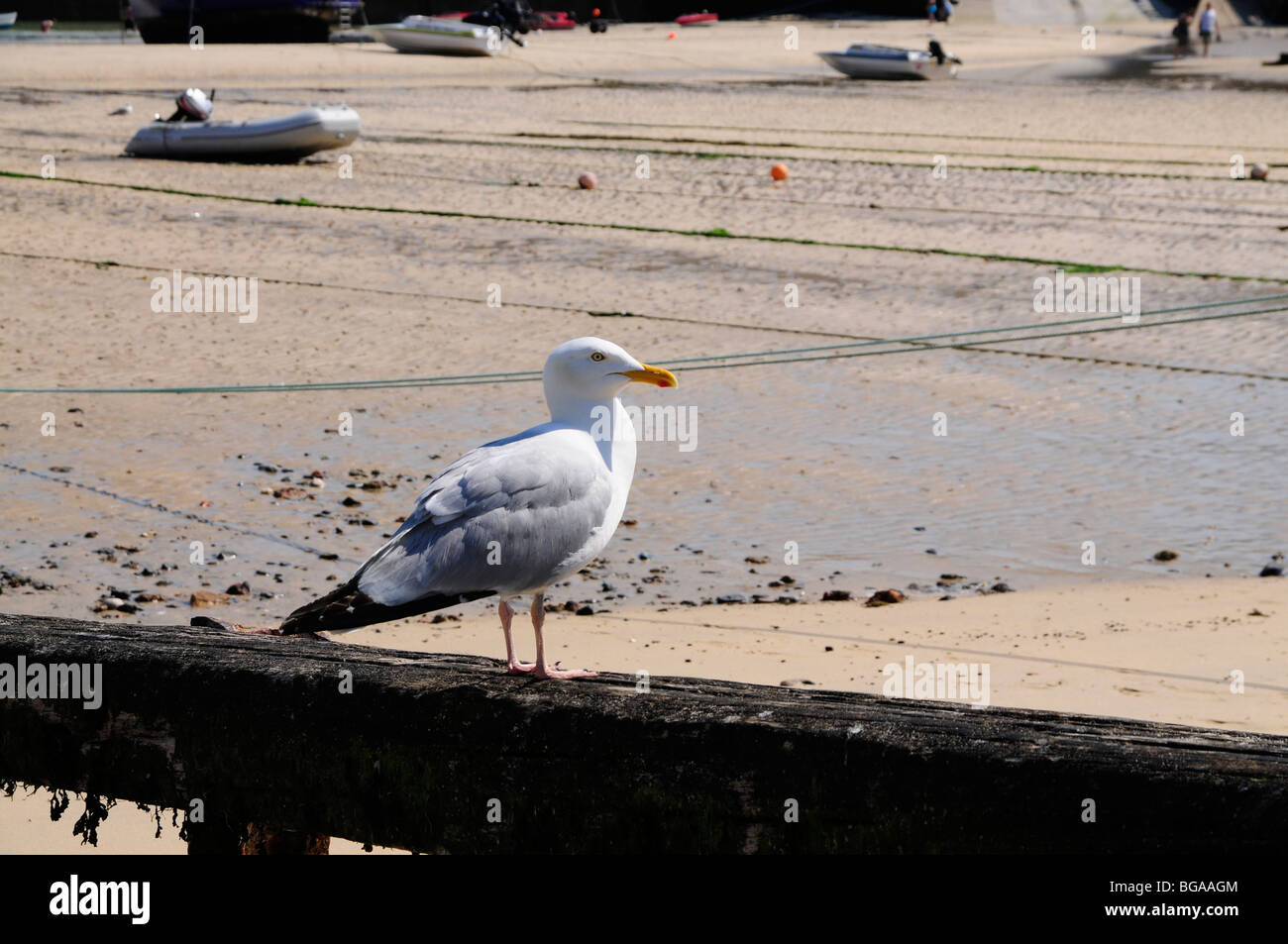 Seagull a St Ives, Cornwall Foto Stock