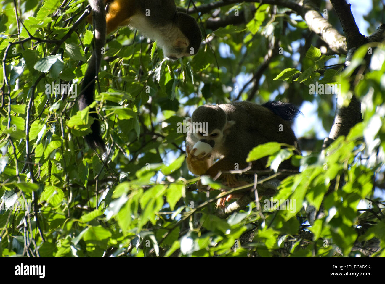 Comune di Scimmia di scoiattolo (Saimiri sciureus sciureus) foraggio, Captive Foto Stock