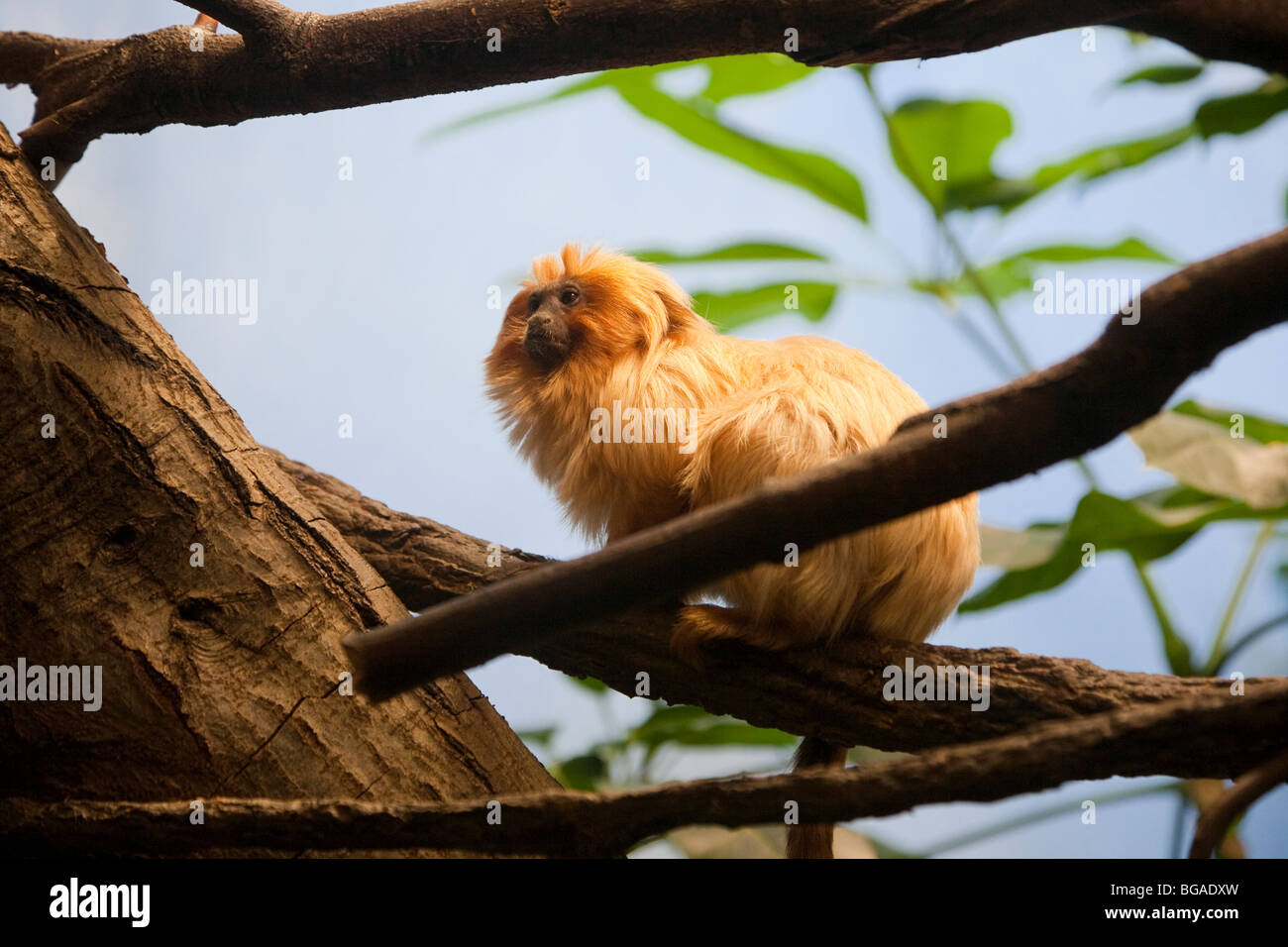 Golden Lion Tamarin al Parco Zoologico Woodland, Seattle, Washington Foto Stock