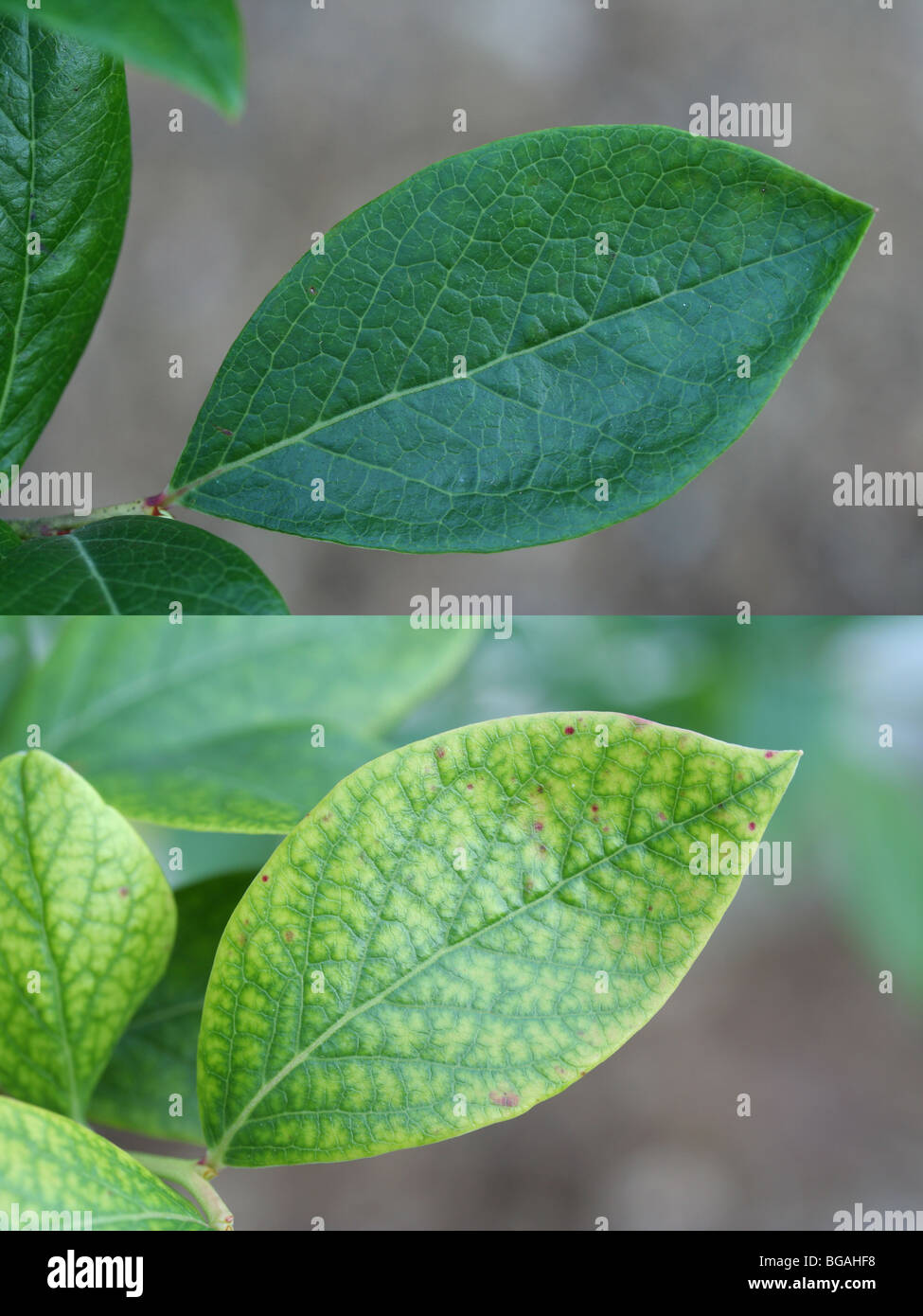 Mirtillo foglie. Normale (sopra) e ferro-carente (sotto). Foto Stock