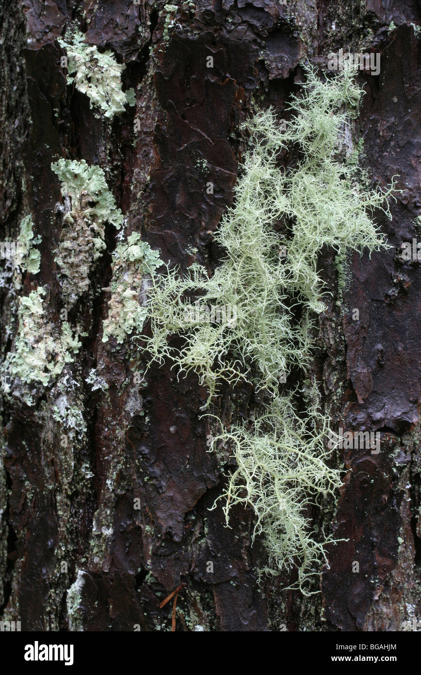 Fruticose lichen, Usnea sp., e non identificato licheni foliose sulla corteccia di un pino pece, Pinus rigida. Cape Cod, Massachusetts Foto Stock