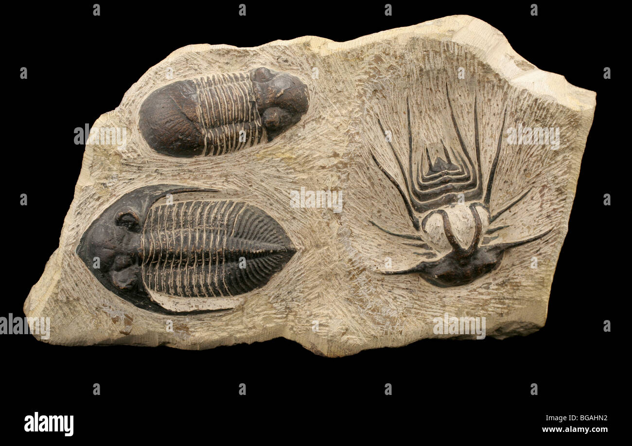 Calchi (più probabile) di tre specie trilobata dal Devoniano. Foto Stock