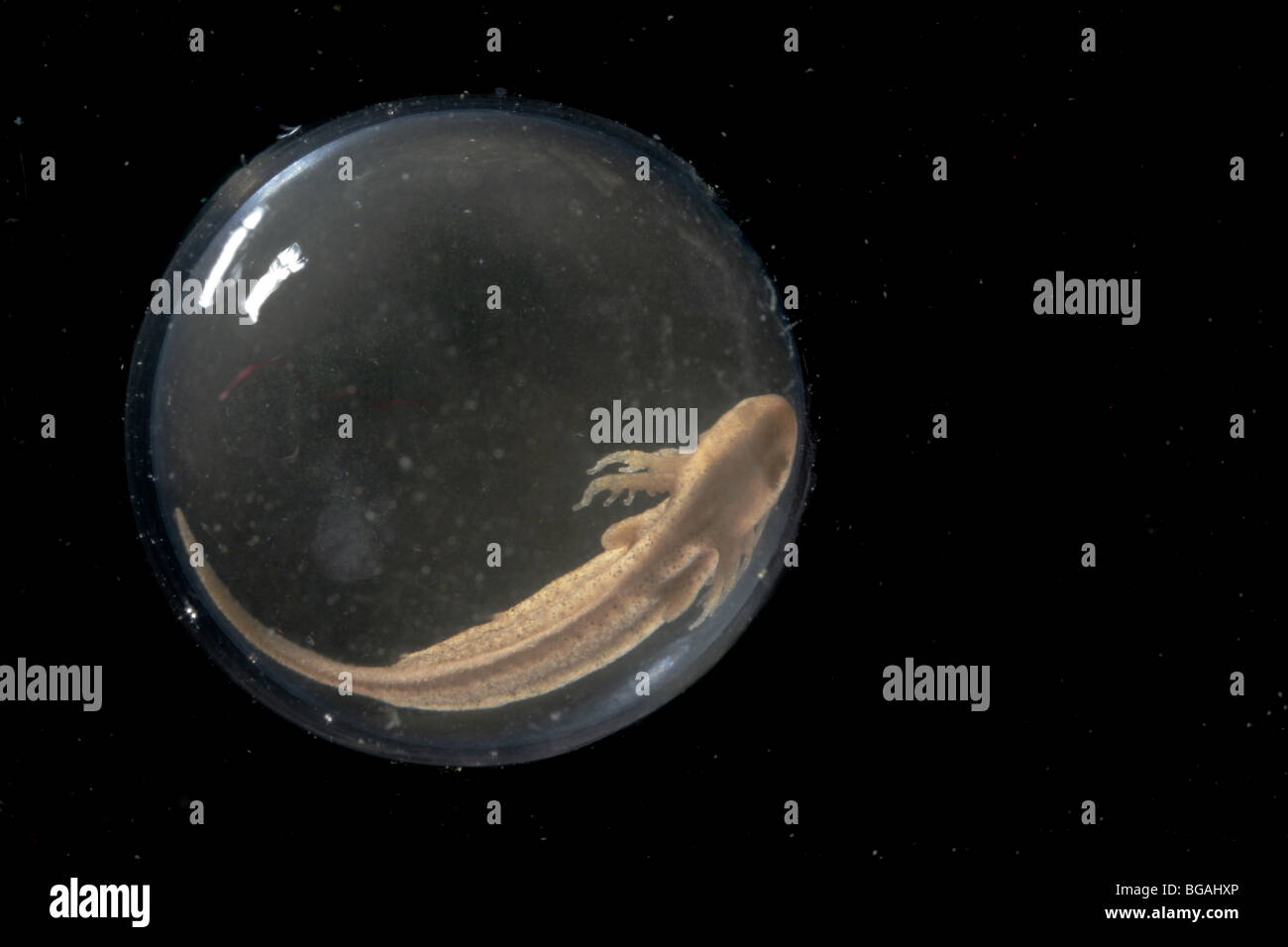 Salamandra pezzata (Ambystoma maculatum) embrione nell'uovo, quasi pronto per la berlina. Foto Stock