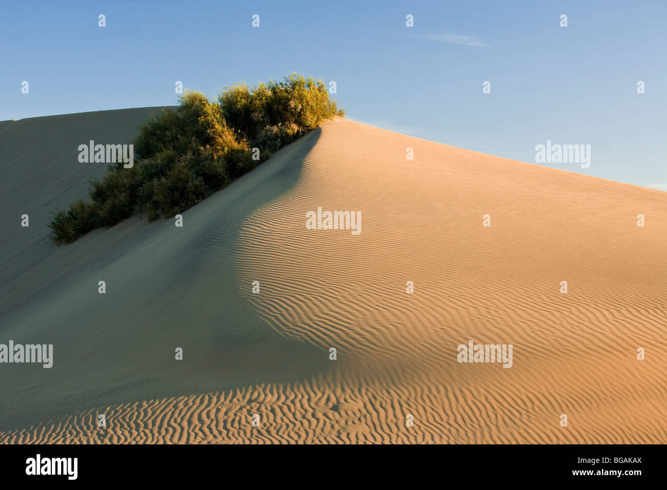 Dune di Maspalomas coronato con un tamerice arbusto Foto Stock