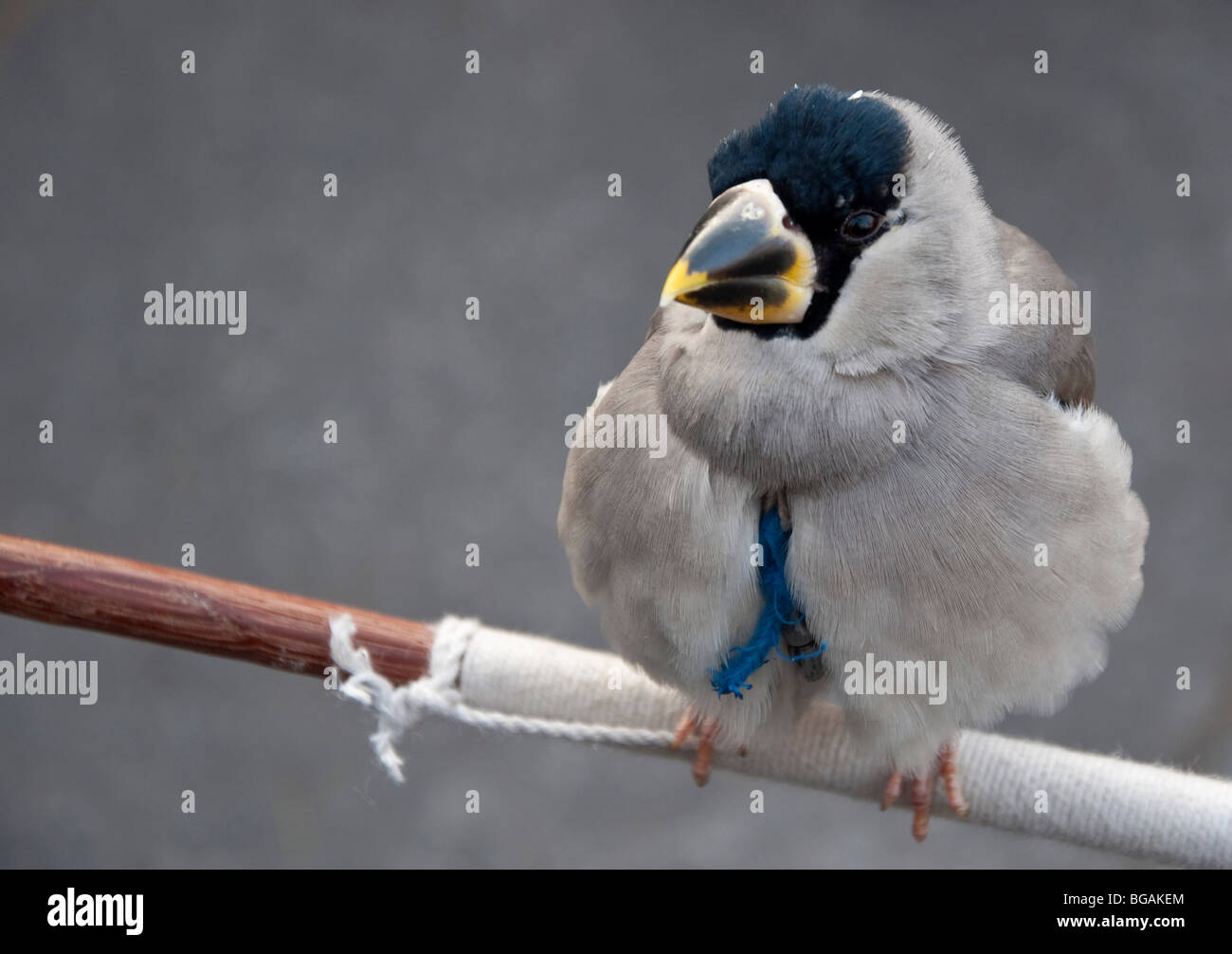 Un uccello legato ad una fune per la vendita al mercato di Pechino Foto Stock