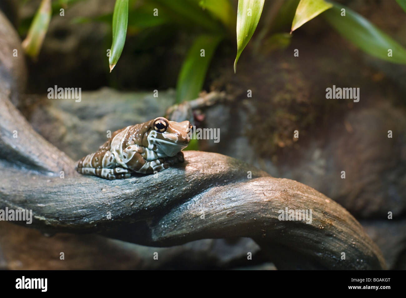 Amazon latte Rana - Trachycephalus resinifictix Foto Stock