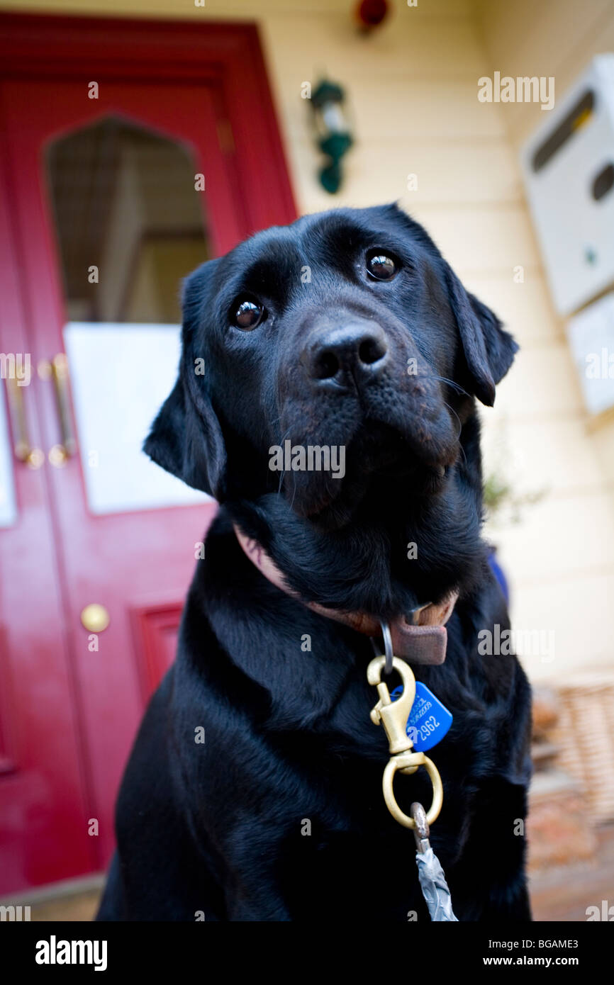 Il Labrador nero cane in attesa di andare a fare una passeggiata al di fuori di fronte porta rossa Foto Stock