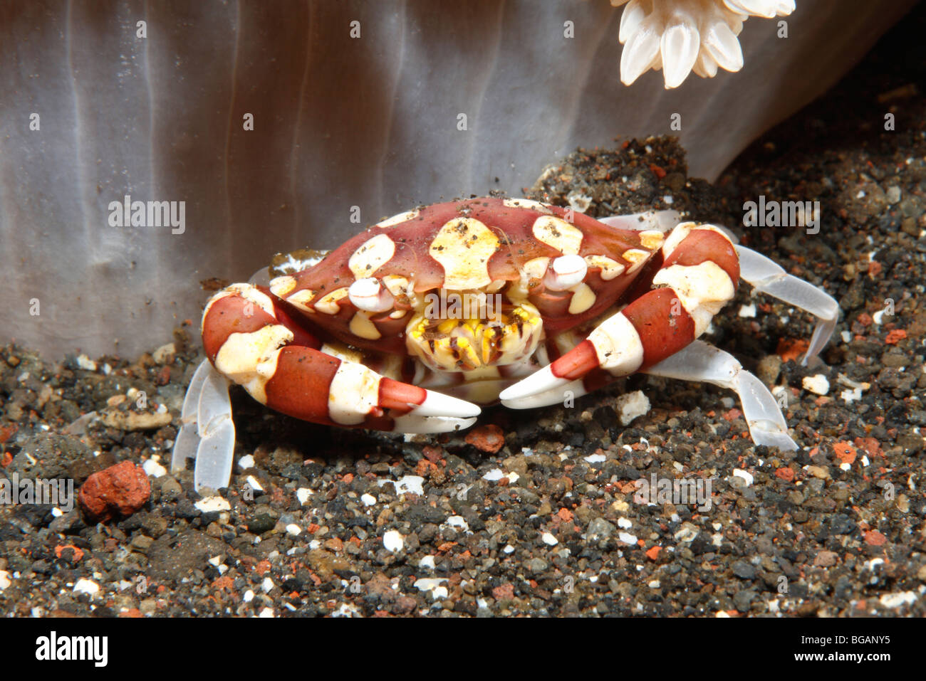 Arlecchino Granchio, Lissocarcinus laevis, rifugiandosi sotto un anemone marittimo. Tulamben, Bali, Indonesia. Mare di Bali, Oceano Indiano Foto Stock