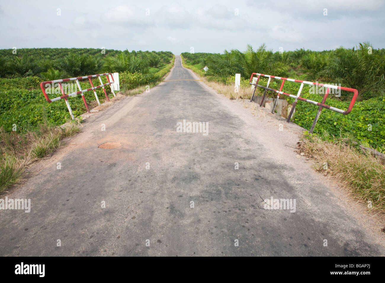 Una strada principale sul Sindora Palm Oil Plantation. Il sito di proprietà di Kulim, verde è certificata dal RSPO. Johor Bahru, Malaysia Foto Stock