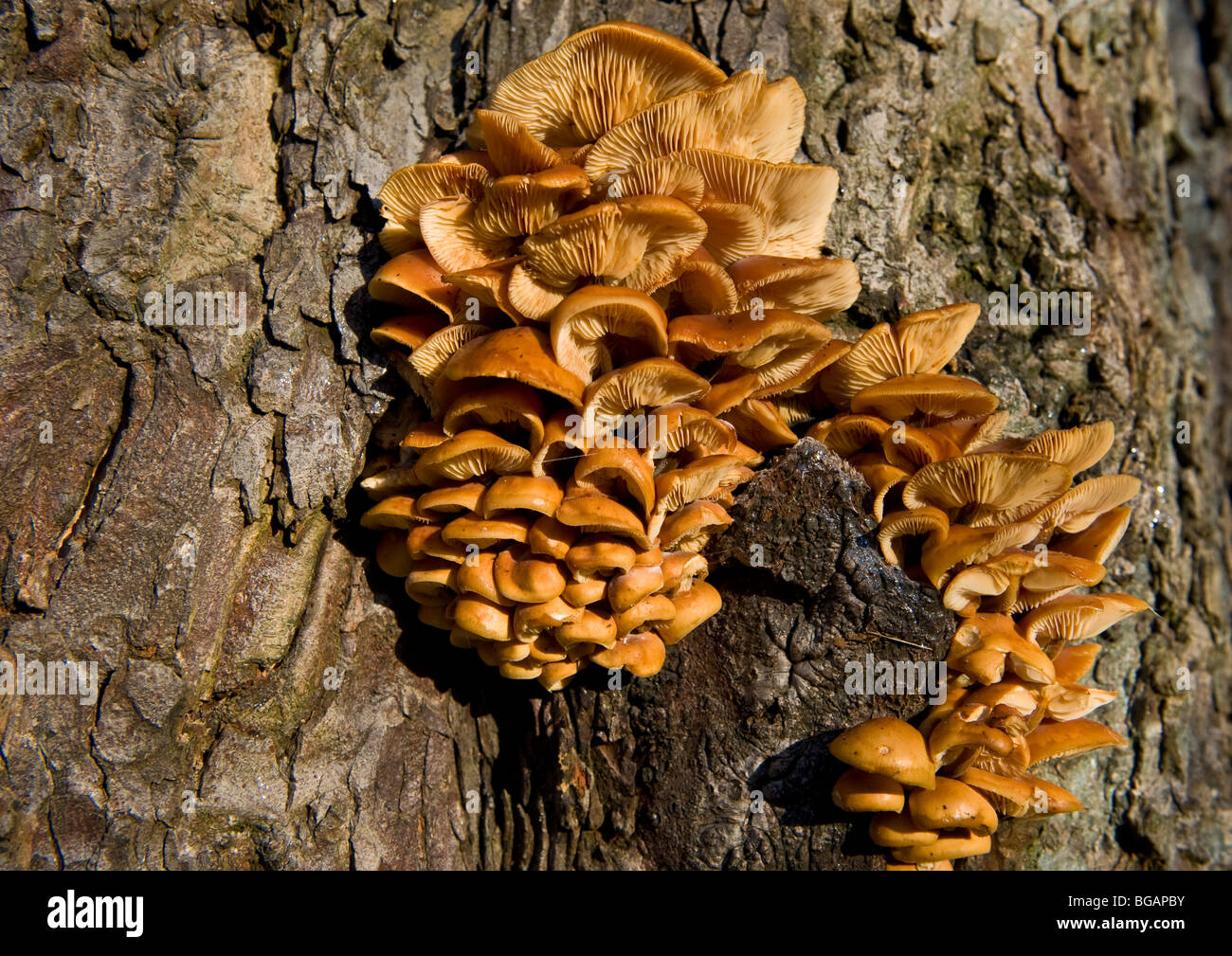 Molto attraente fungine incolte corpi fruttiferi che cresce su un grande albero sano tronco vicino a un ruscello in piccolo parco boschivo. Foto Stock