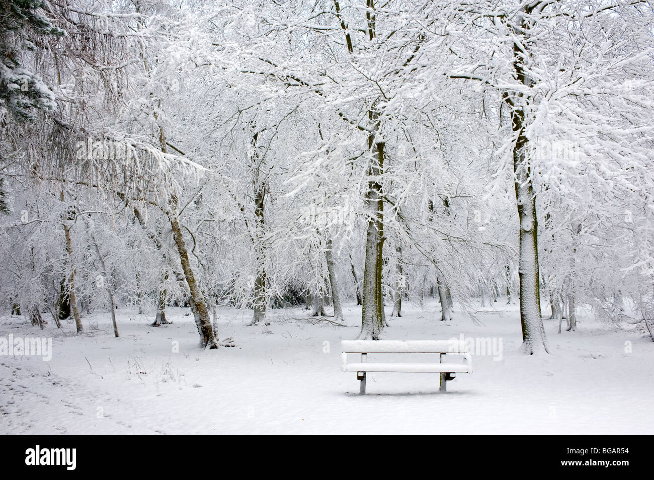 Forti nevicate nel Thorndon Country Park nell'Essex, nel Regno Unito. Foto Stock