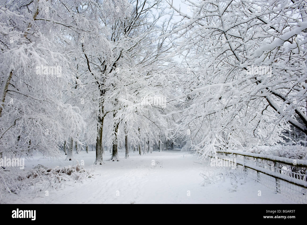 Thornton Park - nevicate pesanti nel bosco dell'Essex. Foto Stock