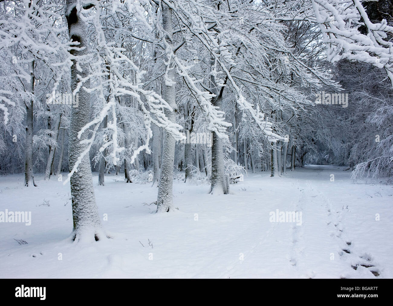 La nevicata in Essex woodland. Foto Stock