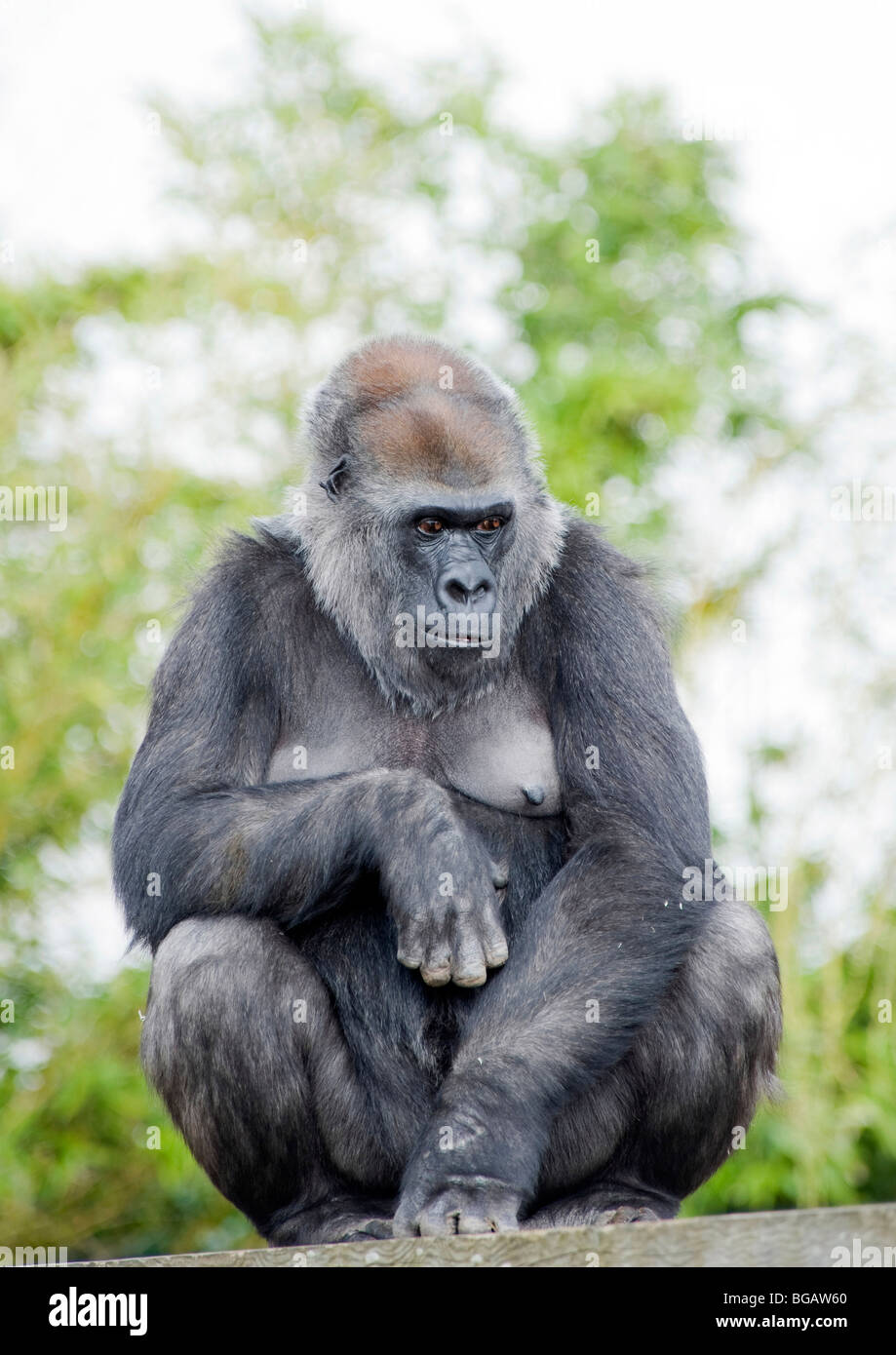 Gorilla femmina seduto su una piattaforma Foto Stock