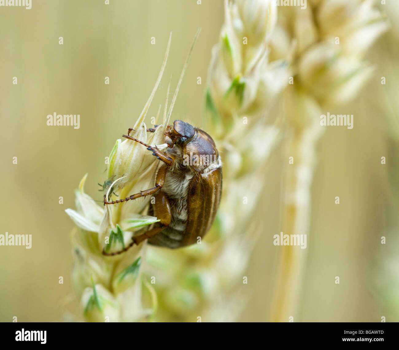 Un chafer seduto su un impianto Foto Stock