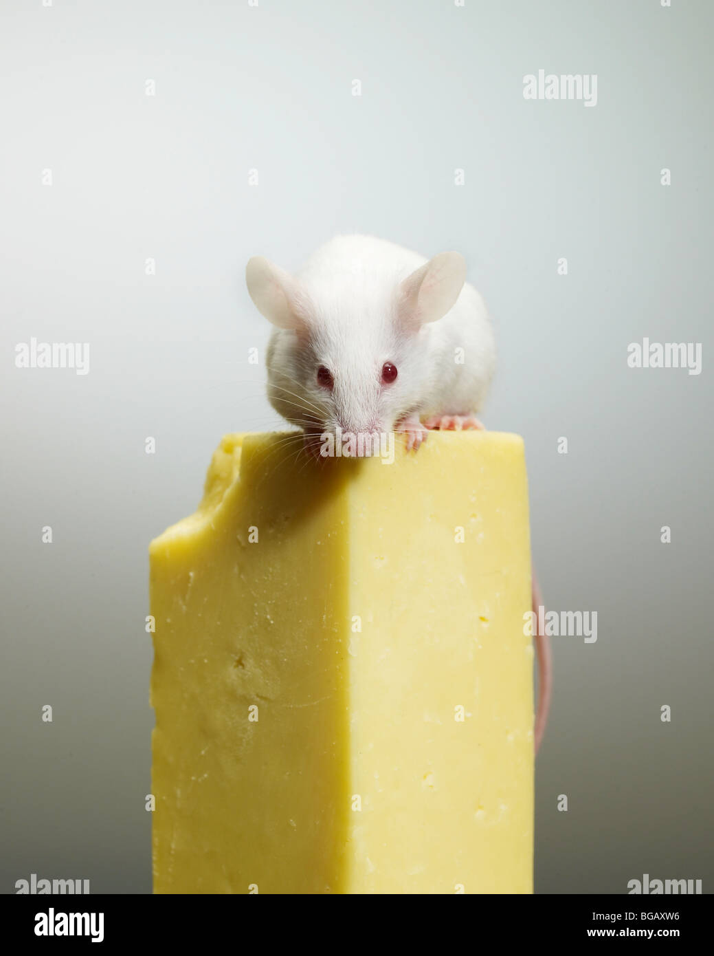 mouse sul formaggio Foto Stock