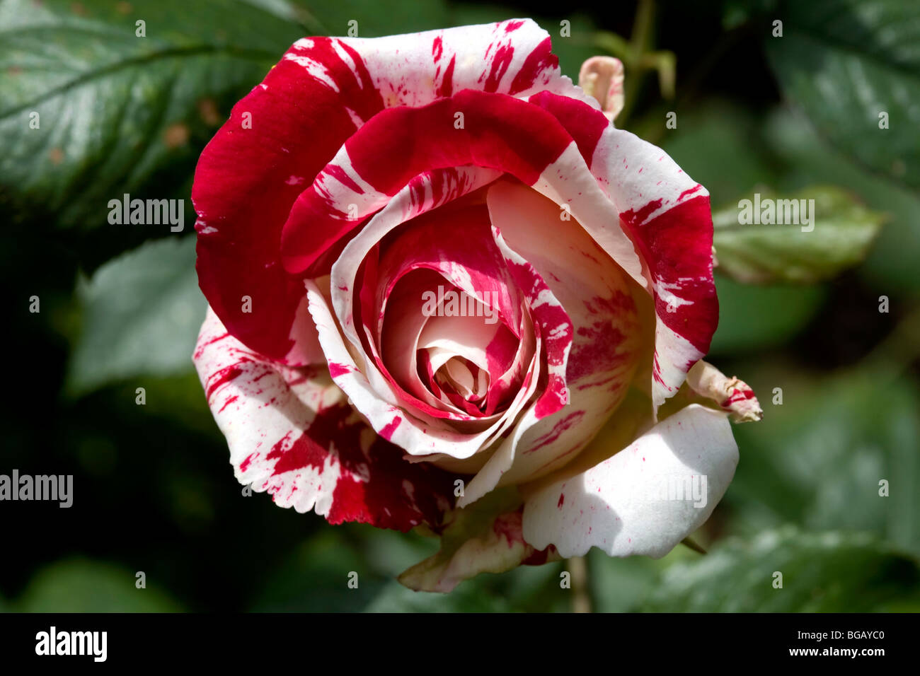 Rosso e rosa bianca Foto Stock