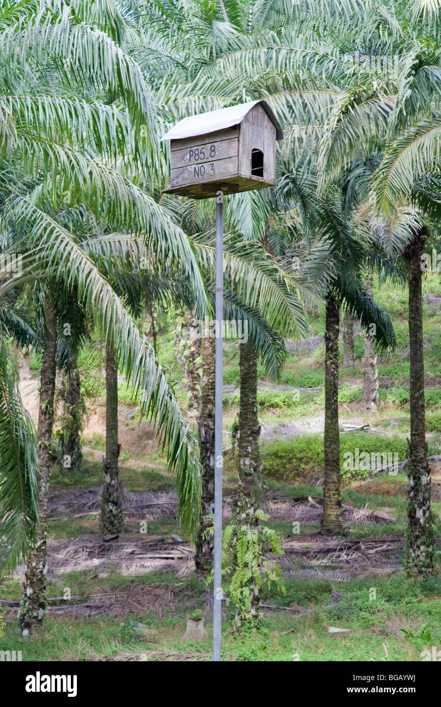 Casella di uccelli incoraggia il gufo dimora per il controllo della popolazione di roditori come parte di una gestione integrata dei parassiti (IPM) piano. Foto Stock