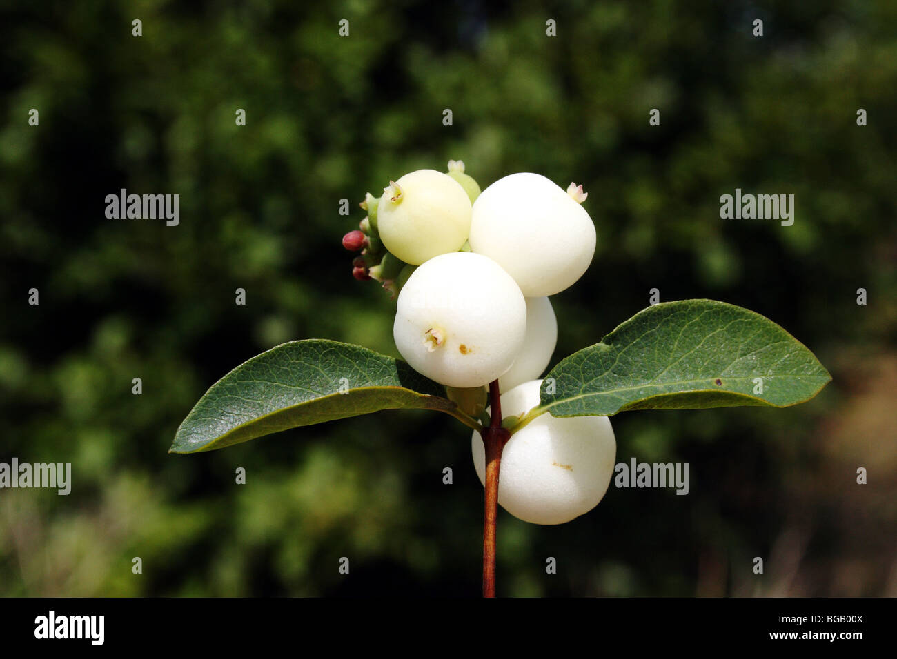 Snowberry Symphoricarpos albus famiglia Asteraceae Foto Stock