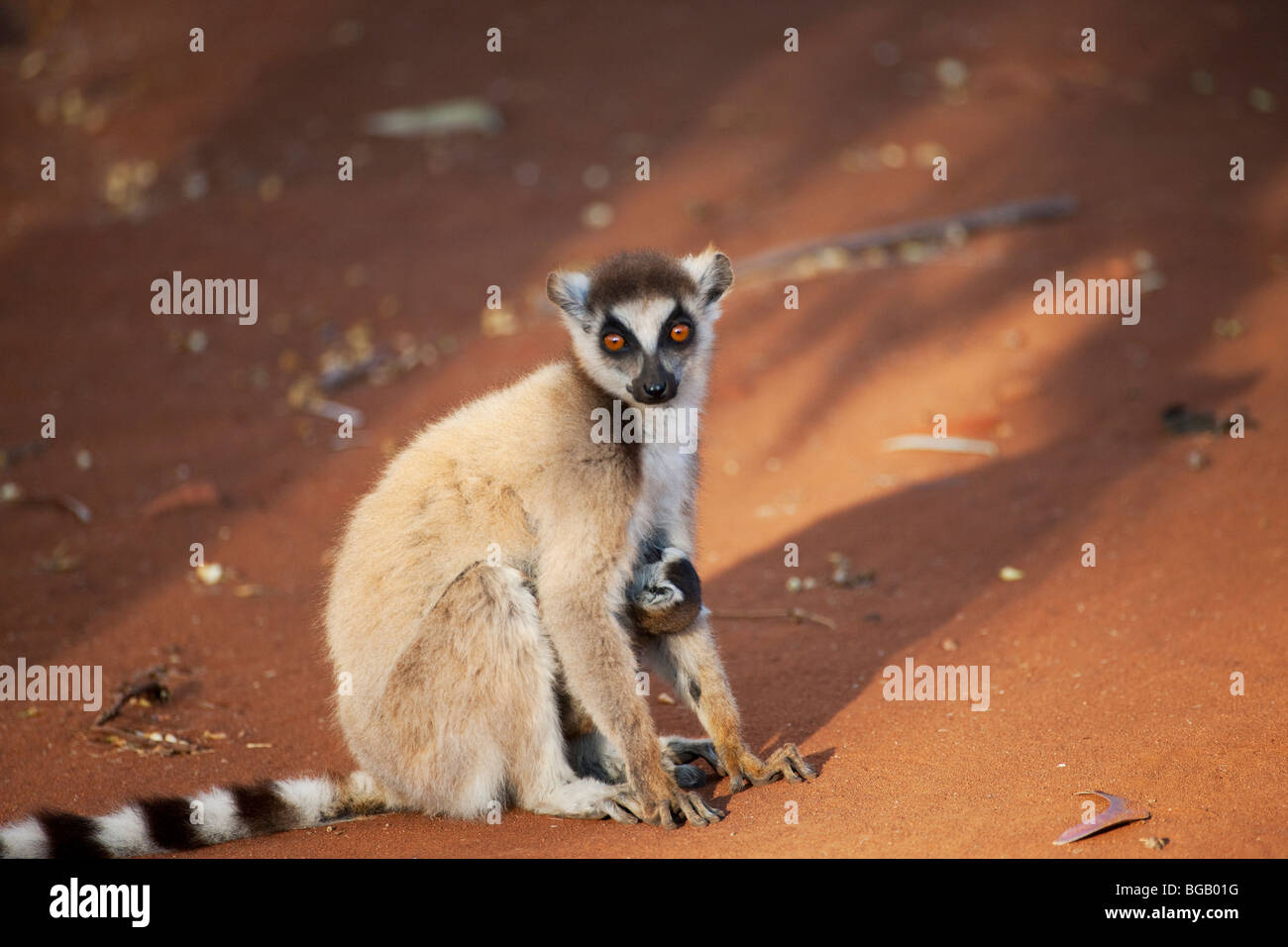 La madre e il Bambino anello-tailed Lemur, Berenty Riserva, Madagascar Foto Stock
