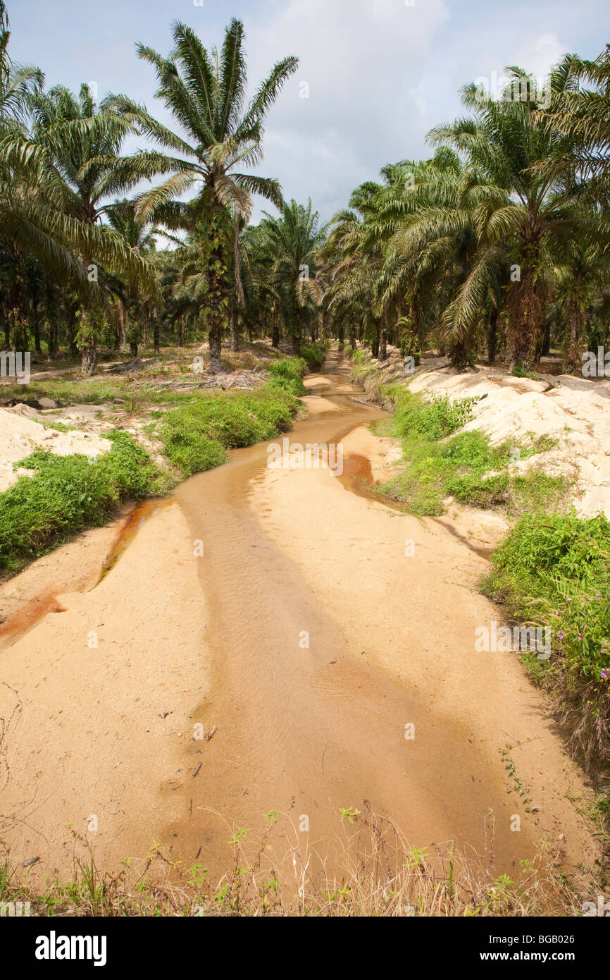 Un torrente che scorre attraverso la Sindora Palm Oil Plantation che è verde certificata dalla Tavola rotonda sulla sostenibilità di olio di palma Foto Stock