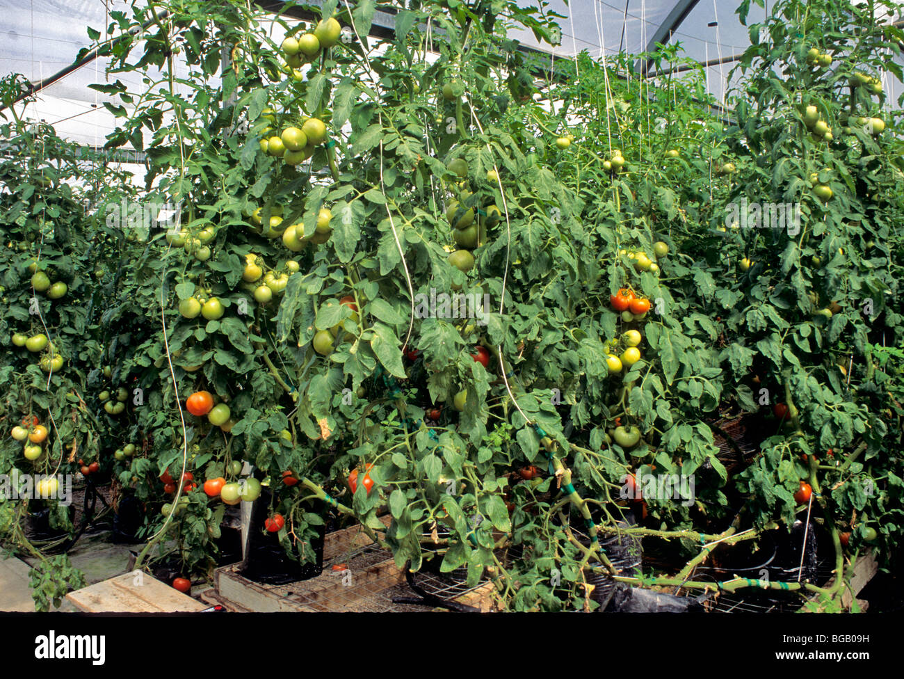 Pomodori, serra idroponico. Foto Stock