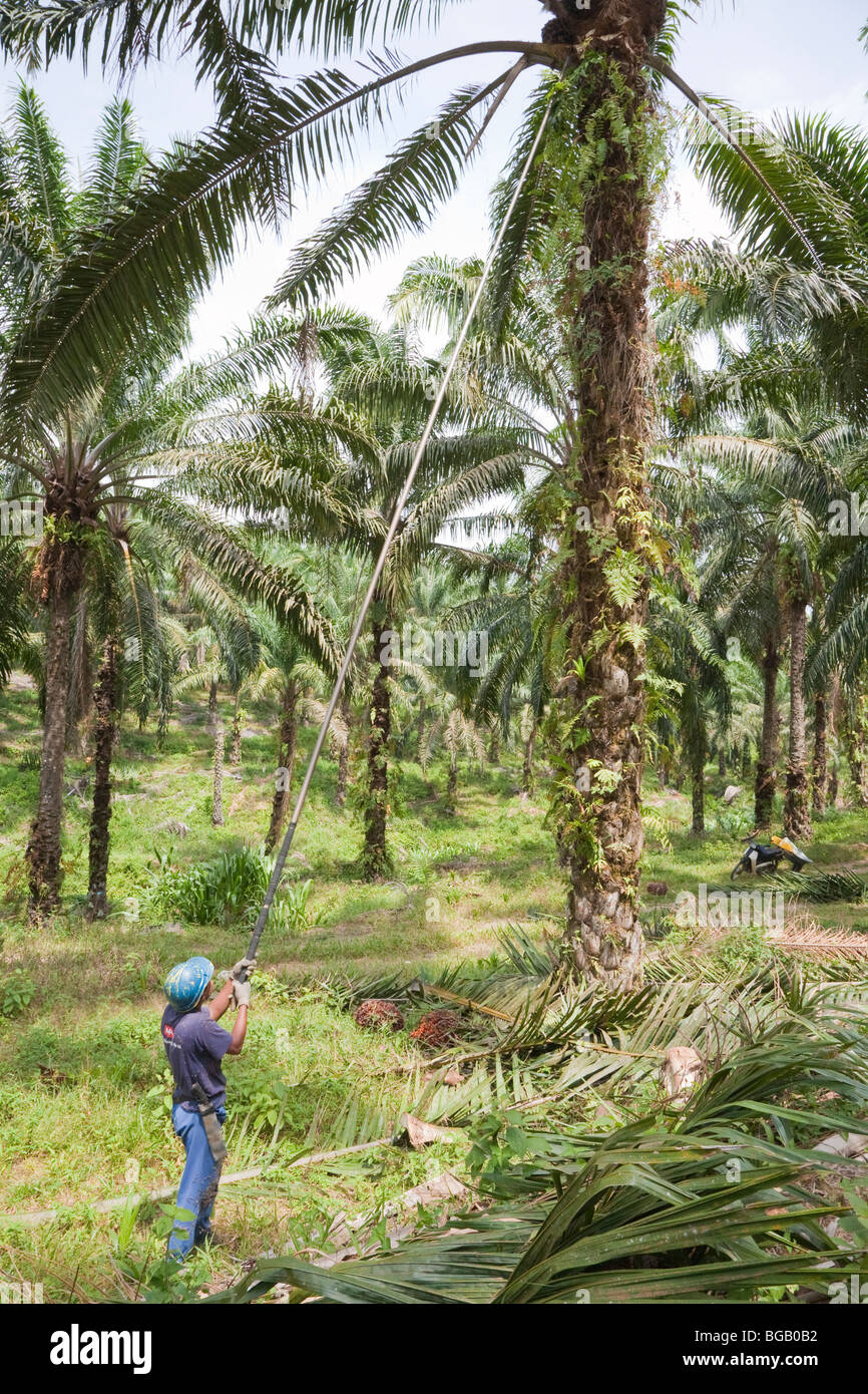 Un lavoratore con il suo alto polo di raccolta per tagliare la frutta palm da alta tra gli alberi. Il Sindora Palm Oil Plantation, Malaysia. Foto Stock