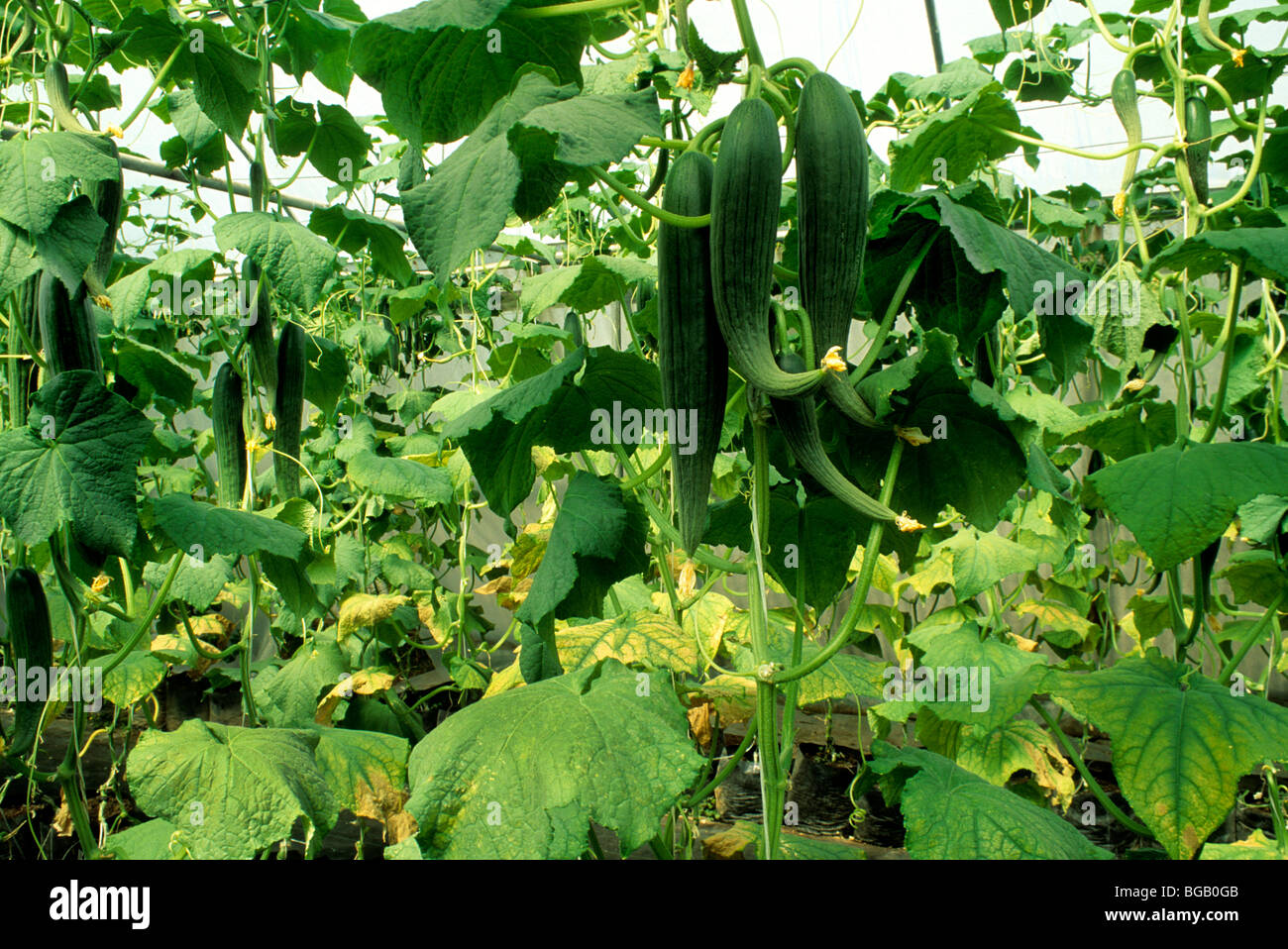 I cetrioli in crescita, serra, idroponico. Foto Stock
