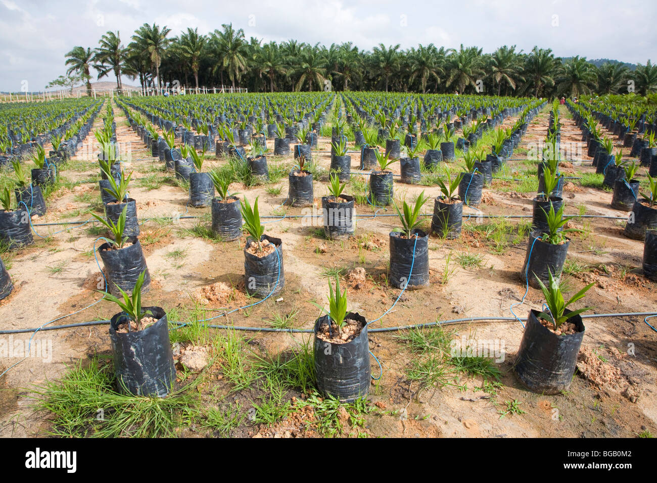 On-site olio Palm tree nursery mediante irrigazione di gocciolamento di acqua le piante in vaso. Il Sindora Palm Oil Plantation. Foto Stock