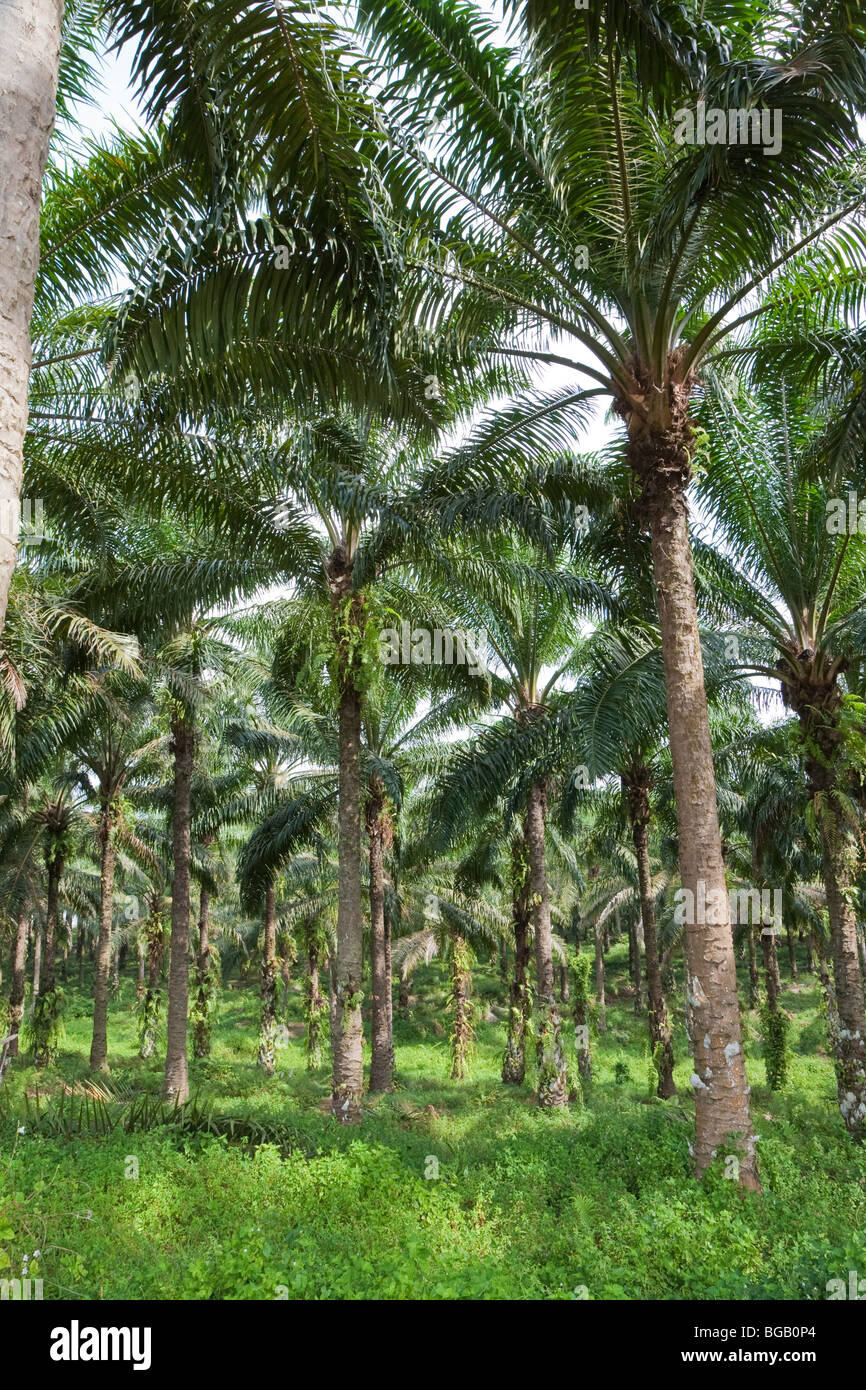 Grove maturo di palme da olio che sono 23 anni. Sindora Palm Oil Plantation è verde certificata. Johor Bahru, Malaysia Foto Stock