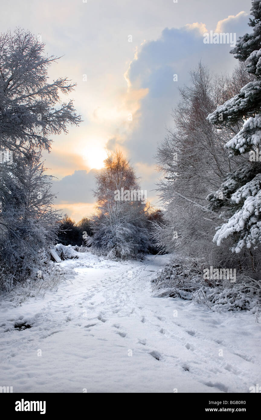 La nevicata in Essex woodland. Foto Stock