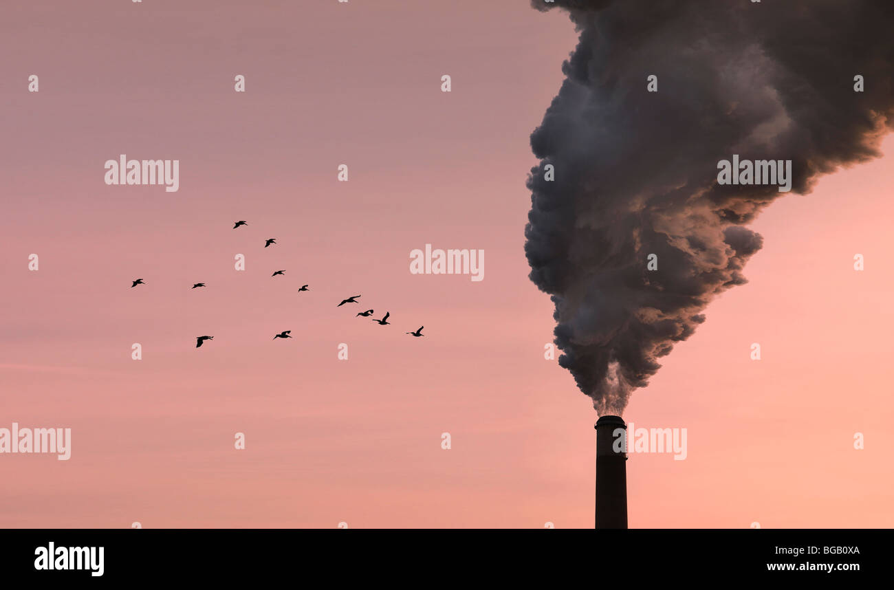 Ciminiere inquinamento camino con gli uccelli al tramonto, Minnesota, Stati Uniti d'America Foto Stock
