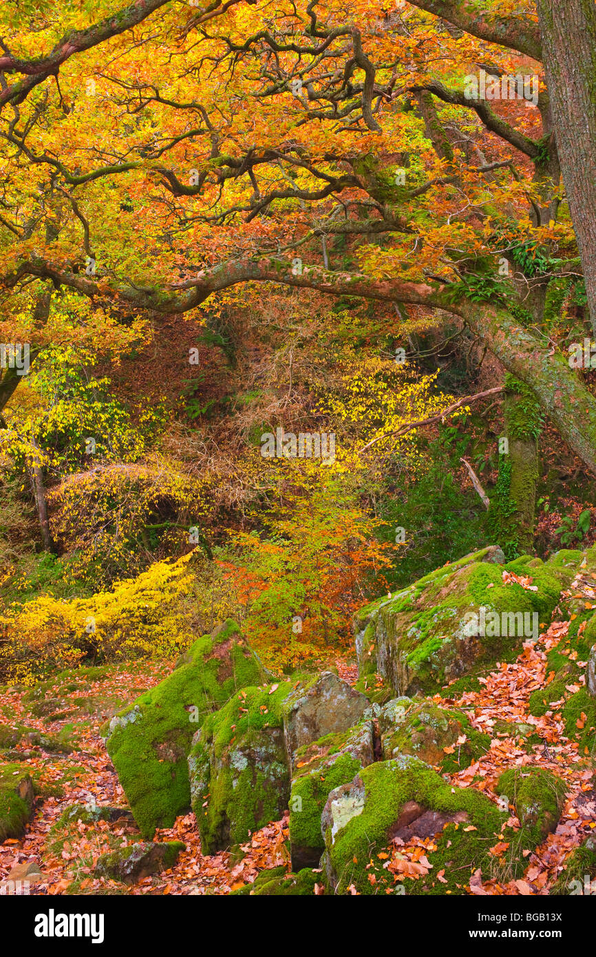 Bosco a Aira Force Ullswater Parco Nazionale del Distretto dei Laghi Cumbria Inghilterra England Foto Stock