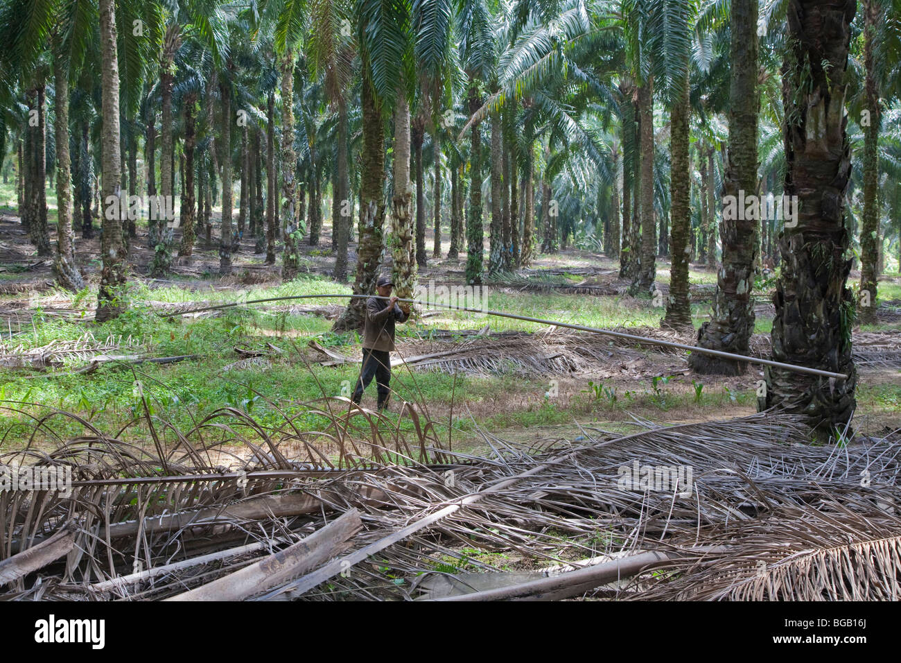 Un lavoratore che porta una lunga asta di raccolta attraverso un boschetto di palme. Il Sindora Palm Oil Plantation. Foto Stock