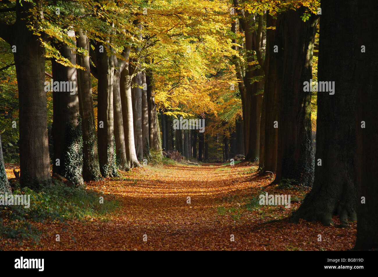 Bosco autunnale avenue vicino castello Hillenraad Roermond Limburg Paesi Bassi Foto Stock