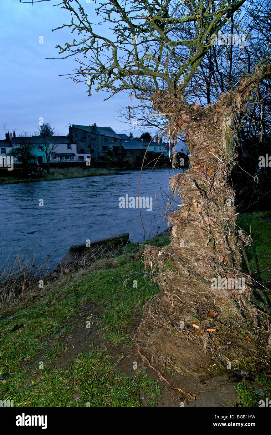 Flotsam albero coperto dal fiume Derwent dopo l'alluvione del 2009, cockermouth, cumbria Foto Stock