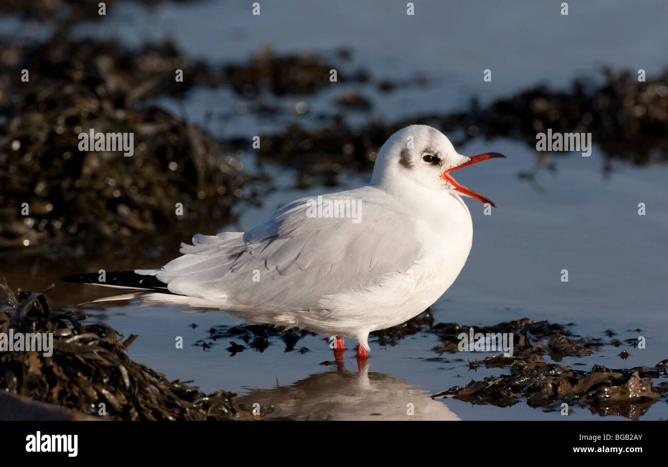 A testa nera Gabbiano, Larus ridibundus (adulti in inverno) Foto Stock