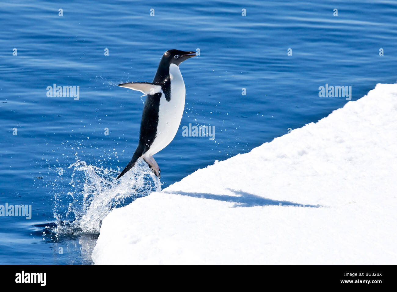 Adelie Penguin salta sul flusso di ghiaccio Foto Stock